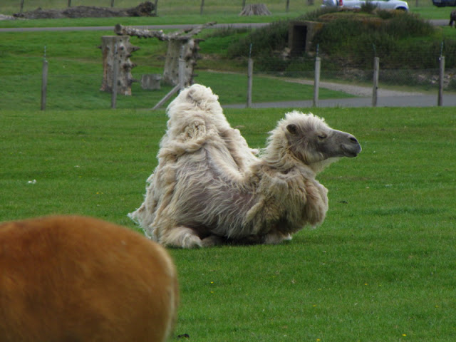 Longleat Safari & Adventure Park 29.05.2011