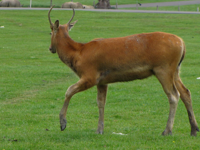Longleat Safari & Adventure Park 29.05.2011