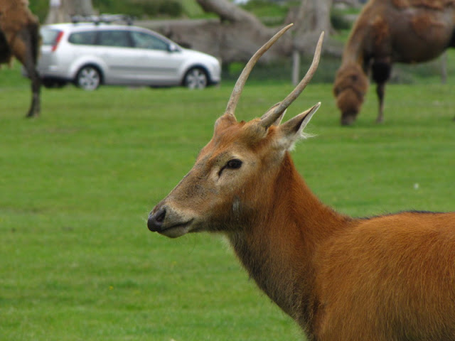Longleat Safari & Adventure Park 29.05.2011