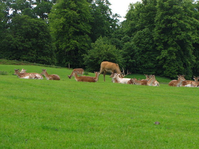 Longleat Safari & Adventure Park 29.05.2011