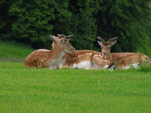 Longleat Safari & Adventure Park 29.05.2011
