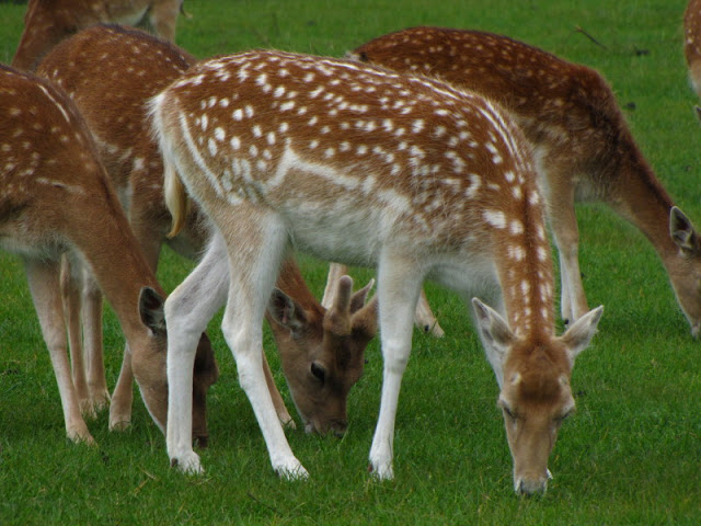 Longleat Safari & Adventure Park 29.05.2011