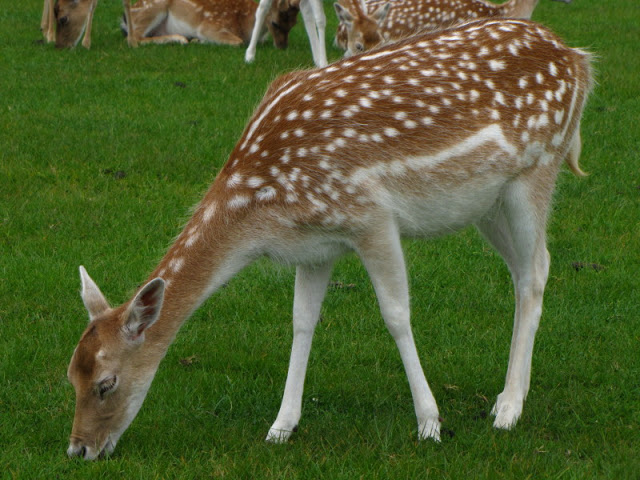 Longleat Safari & Adventure Park 29.05.2011