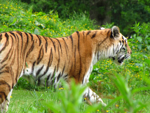 Longleat Safari & Adventure Park 29.05.2011