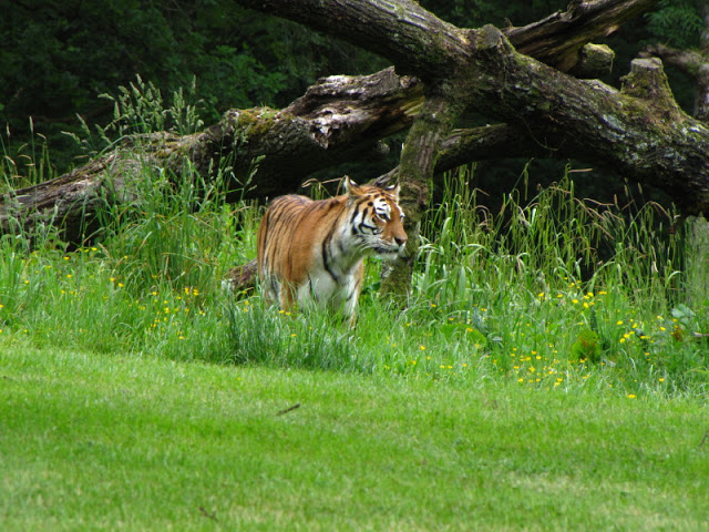 Longleat Safari & Adventure Park 29.05.2011