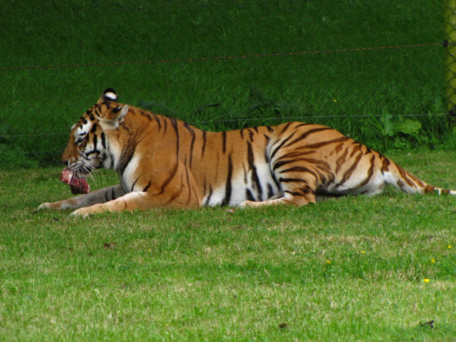 Longleat Safari & Adventure Park 29.05.2011