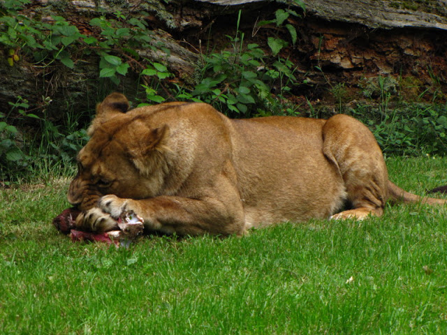 Longleat Safari & Adventure Park 29.05.2011