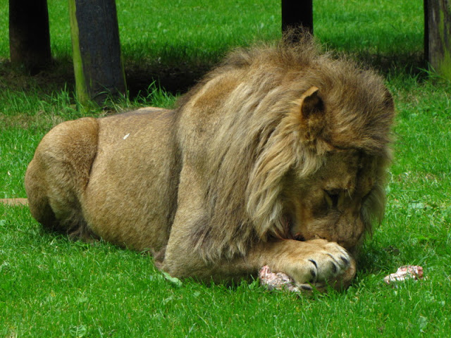 Longleat Safari & Adventure Park 29.05.2011