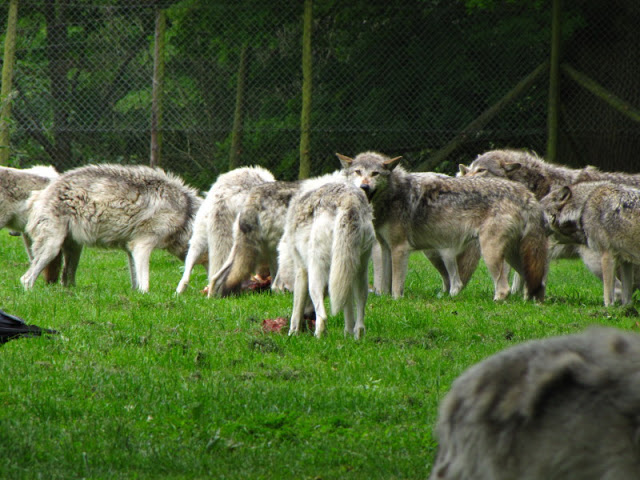 Longleat Safari & Adventure Park 29.05.2011