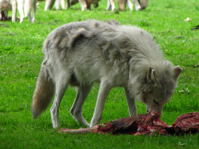 Longleat Safari & Adventure Park 29.05.2011