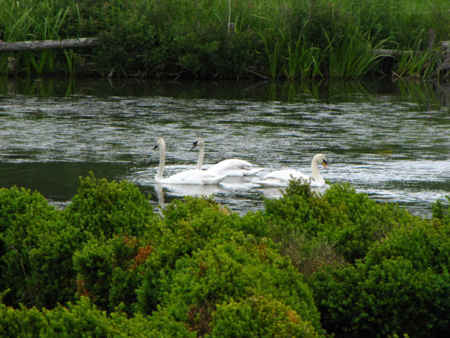 Longleat Safari & Adventure Park 29.05.2011