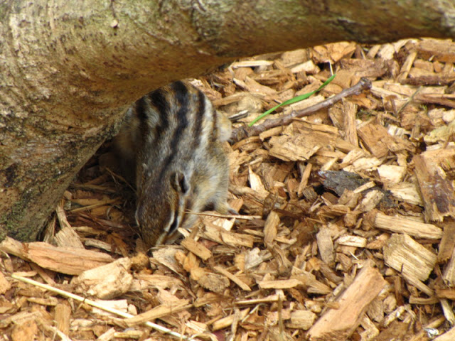 Longleat Safari & Adventure Park 29.05.2011