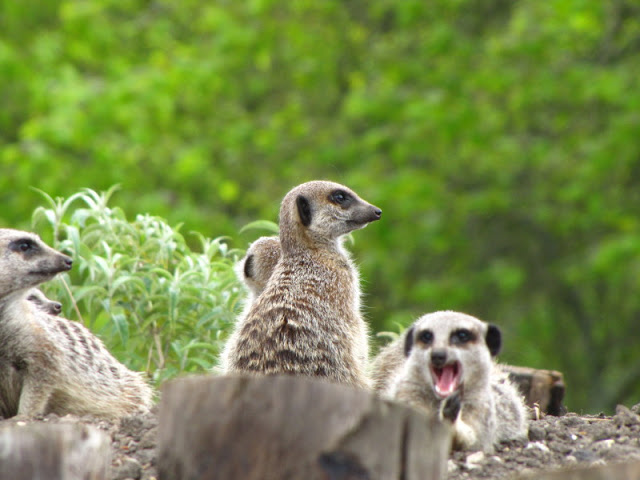 Longleat Safari & Adventure Park 29.05.2011