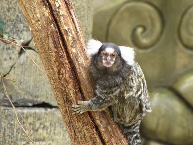 Longleat Safari & Adventure Park 29.05.2011