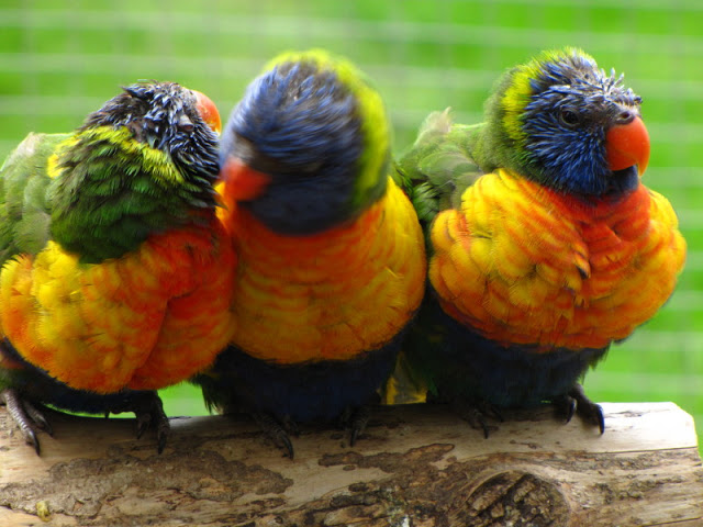 Longleat Safari & Adventure Park 29.05.2011