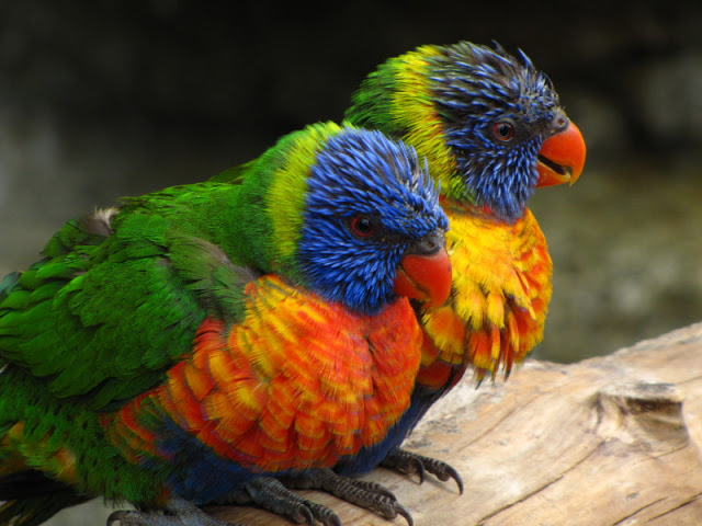 Longleat Safari & Adventure Park 29.05.2011