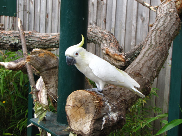 Longleat Safari & Adventure Park 29.05.2011