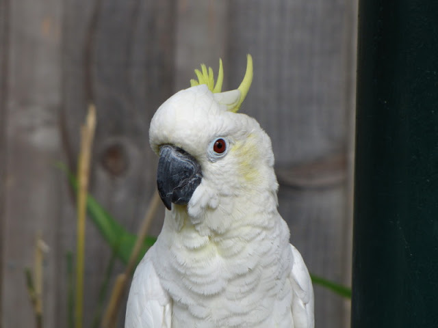 Longleat Safari & Adventure Park 29.05.2011