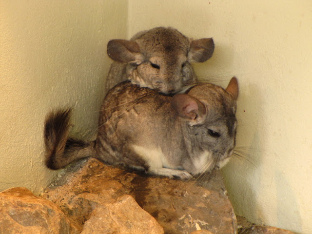 Longleat Safari & Adventure Park 29.05.2011