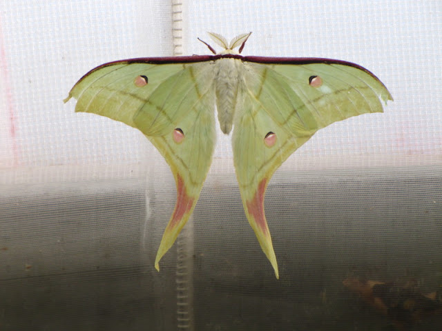 Longleat Safari & Adventure Park 29.05.2011