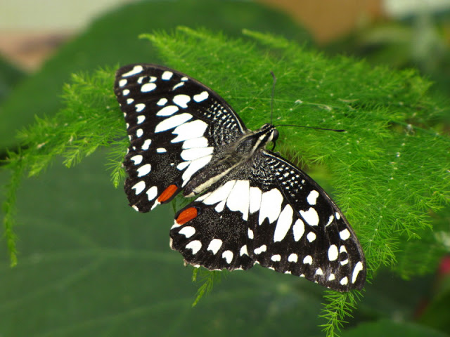 Longleat Safari & Adventure Park 29.05.2011
