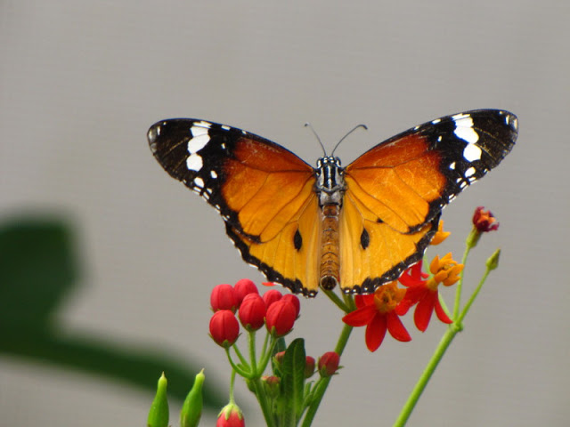 Longleat Safari & Adventure Park 29.05.2011