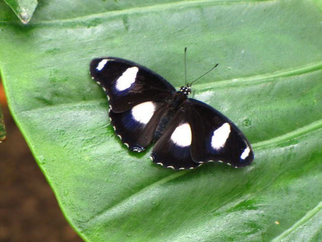 Longleat Safari & Adventure Park 29.05.2011