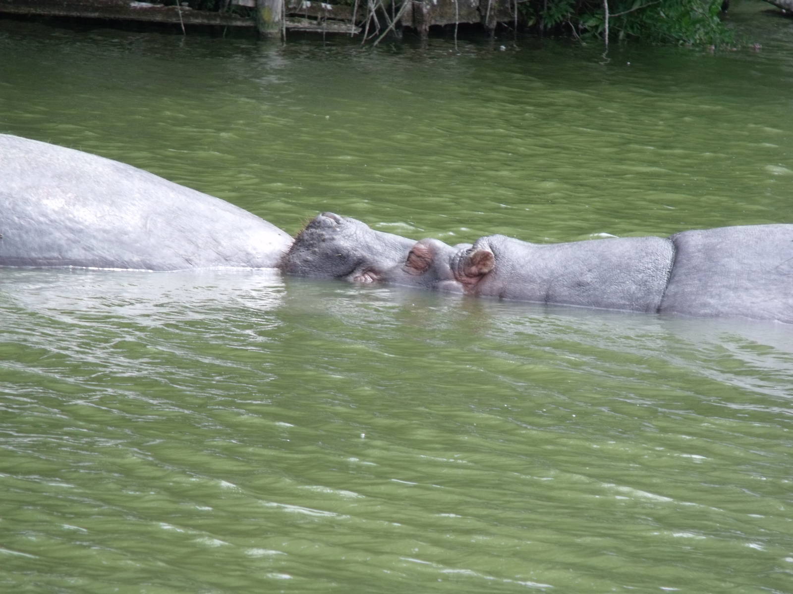 Longleat Safari Park 19th July 2010