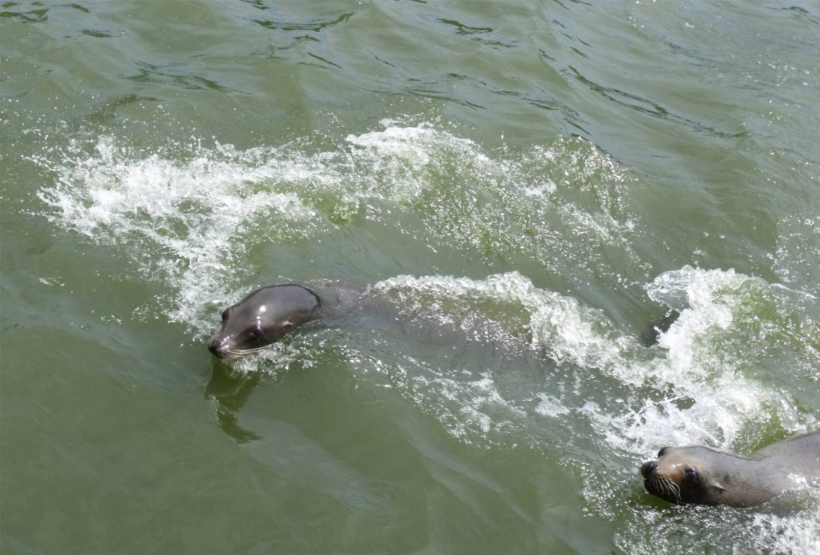 Longleat Safari Park 19th July 2010