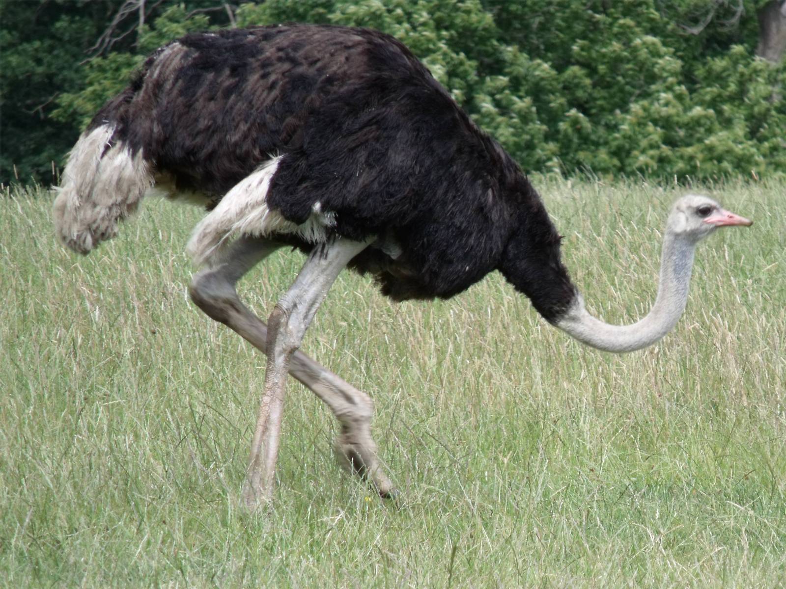 Longleat Safari Park 19th July 2010