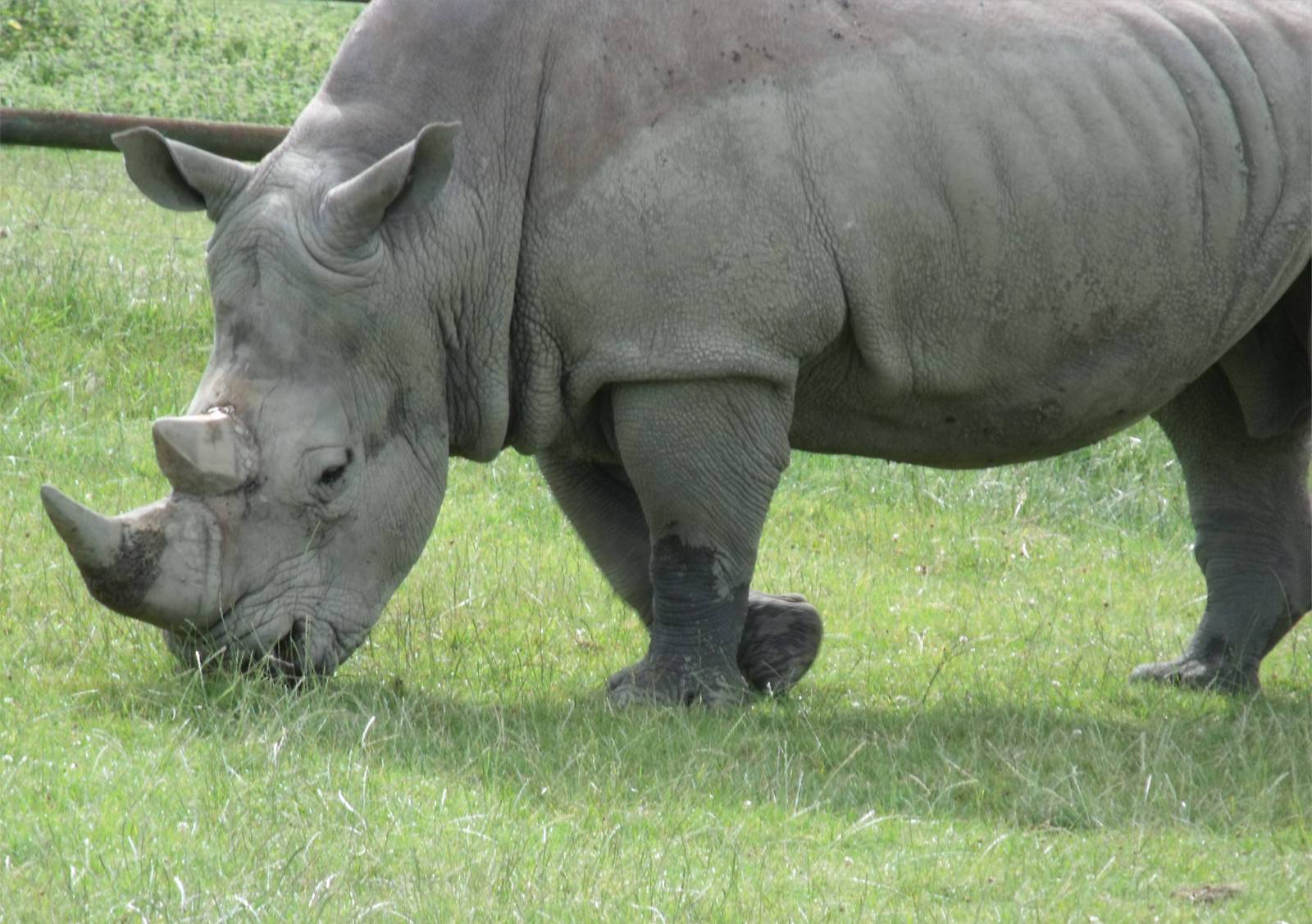 Longleat Safari Park 19th July 2010