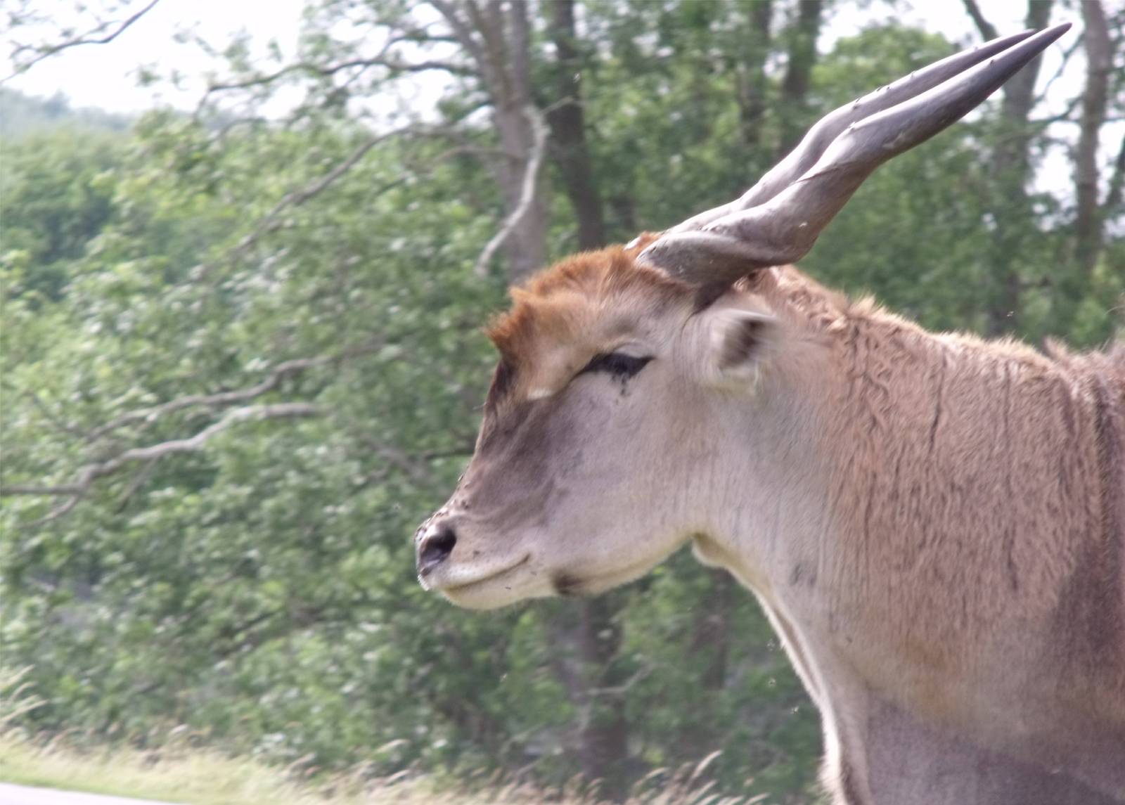 Longleat Safari Park 19th July 2010