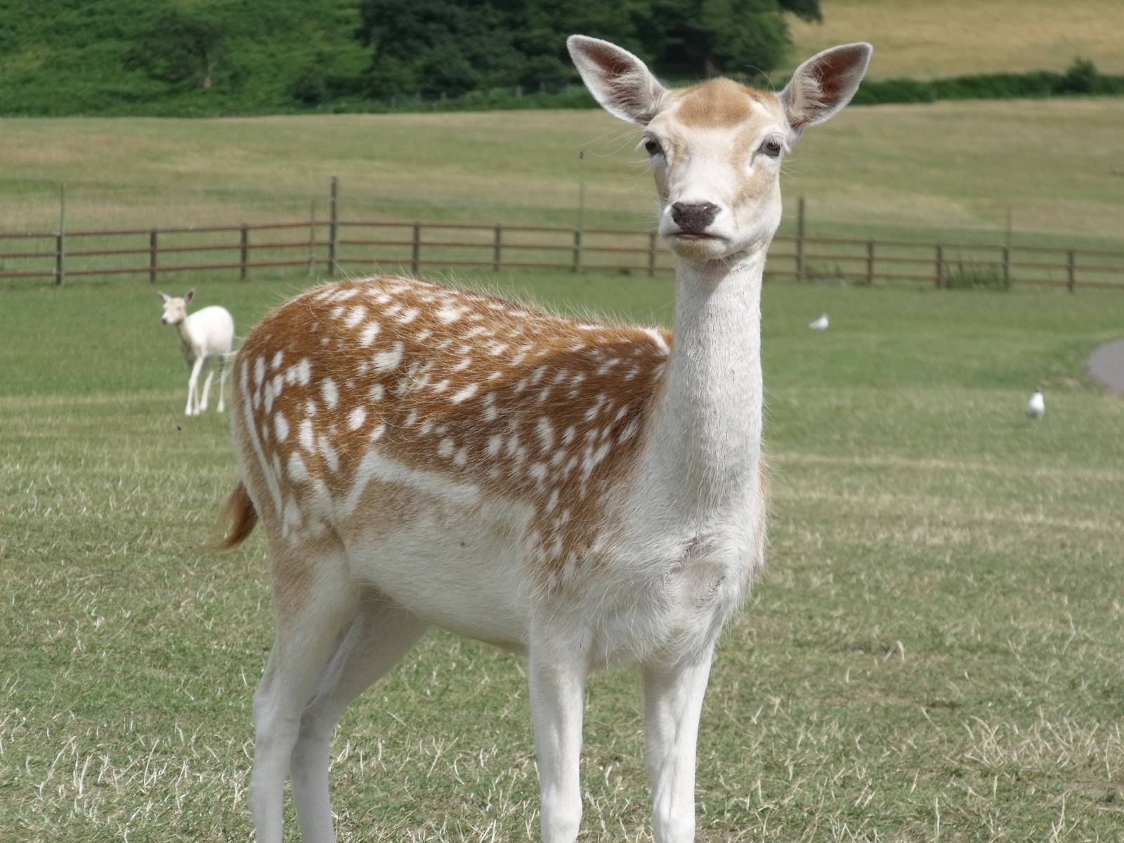 Longleat Safari Park 19th July 2010