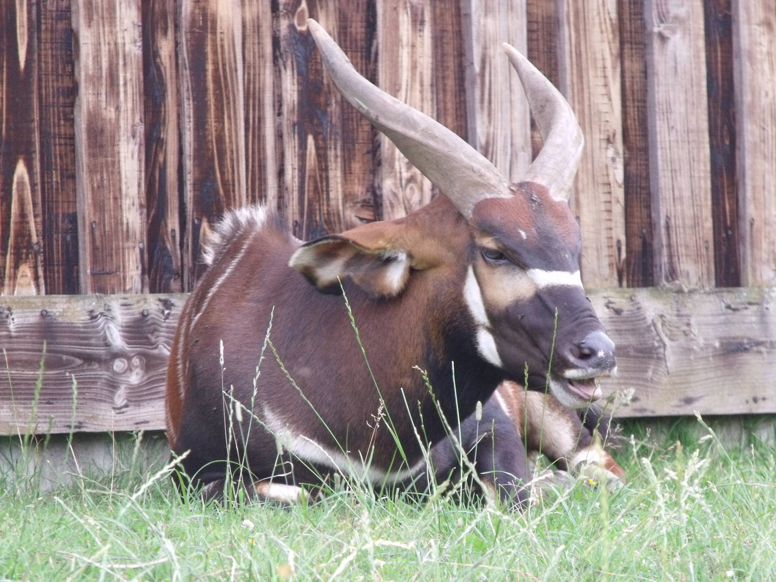 Longleat Safari Park 19th July 2010