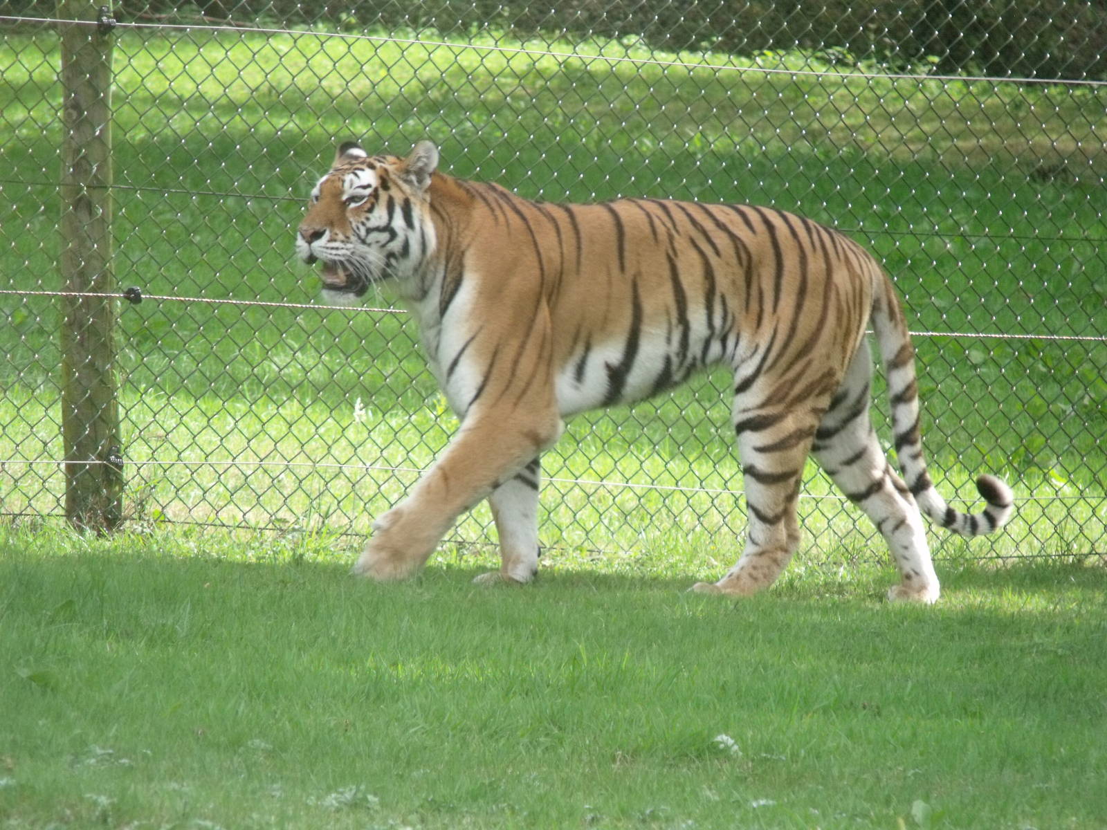 Longleat Safari Park 19th July 2010