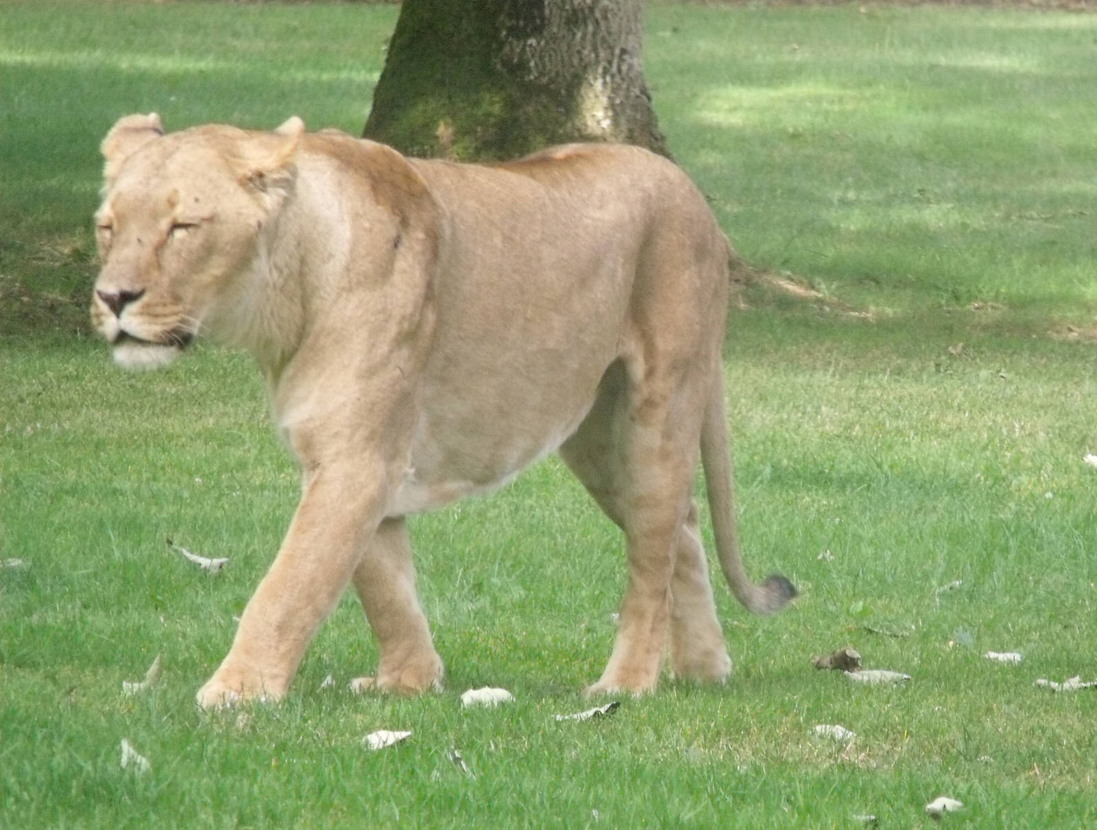 Longleat Safari Park 19th July 2010