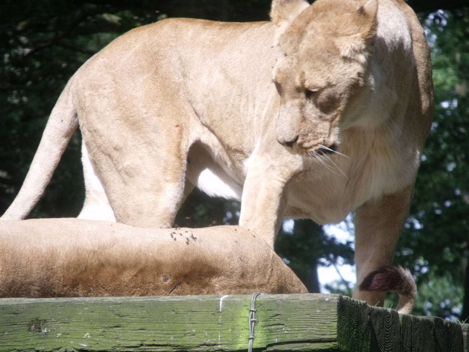 Longleat Safari Park 19th July 2010