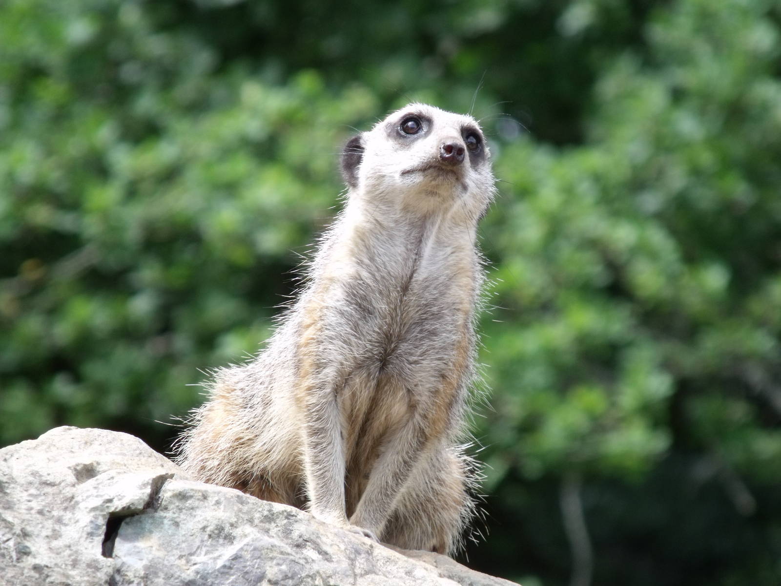 Longleat Safari Park 19th July 2010
