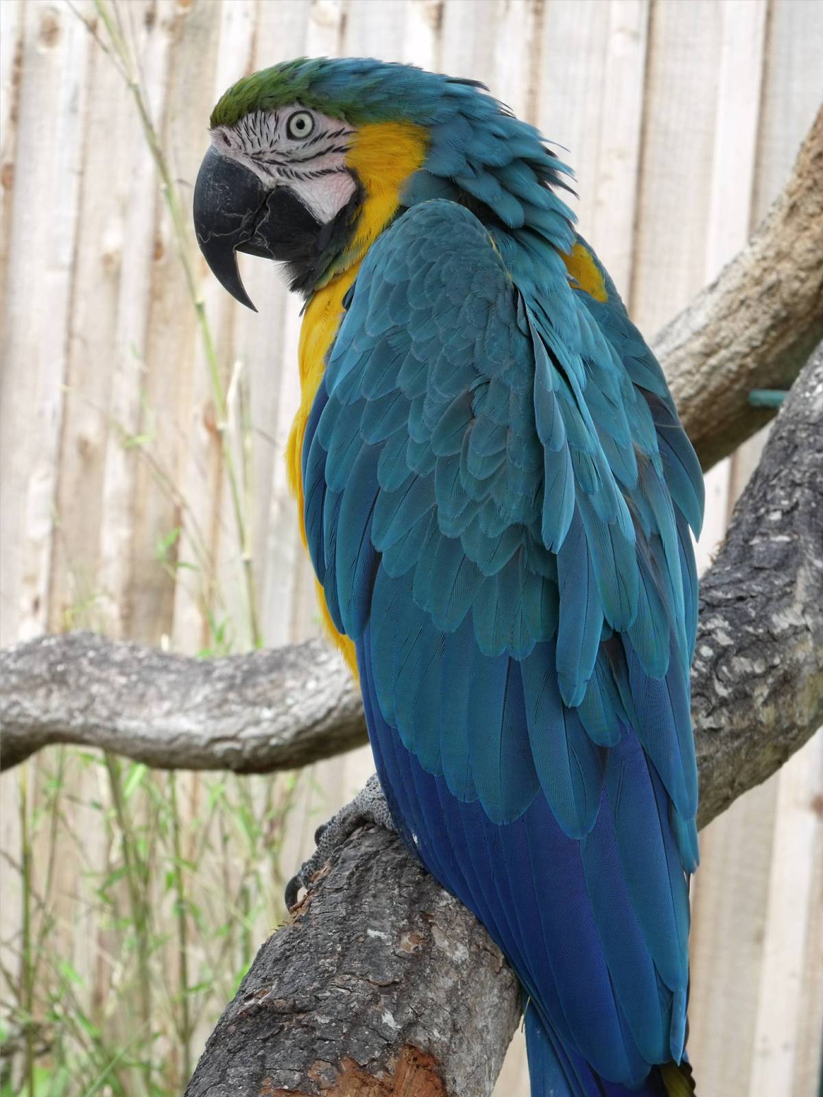 Longleat Safari Park 19th July 2010