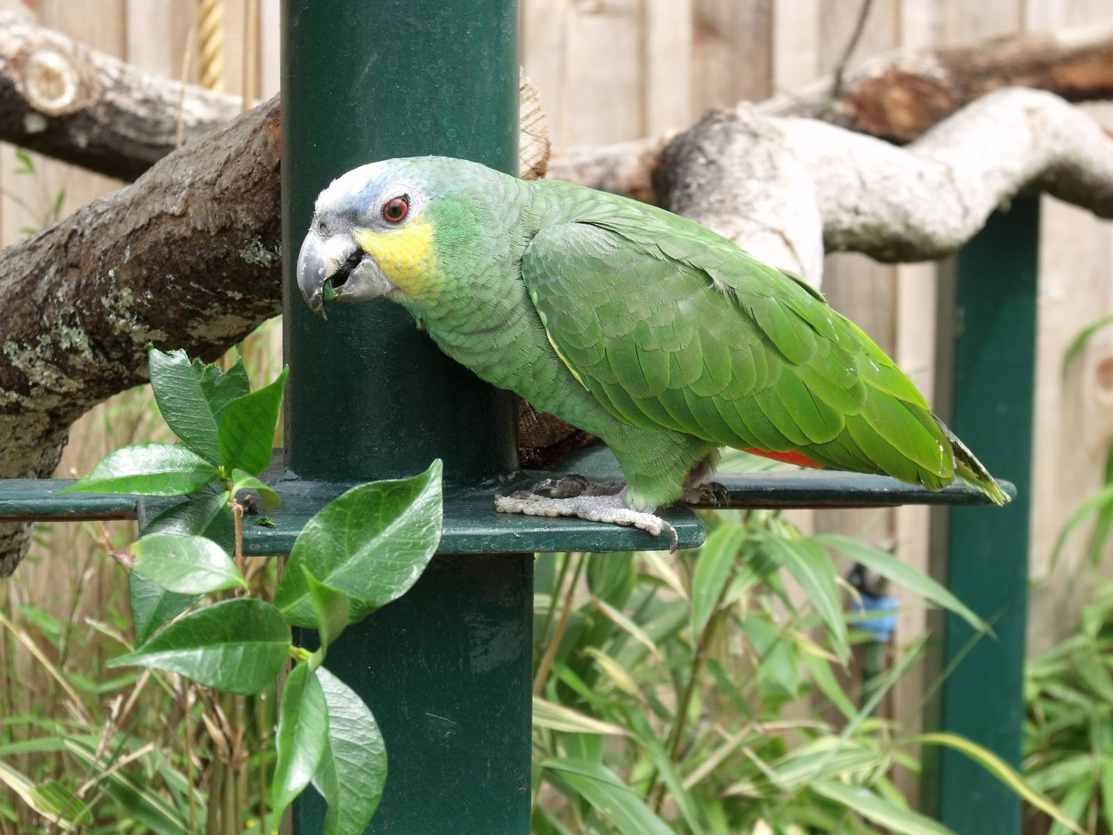 Longleat Safari Park 19th July 2010