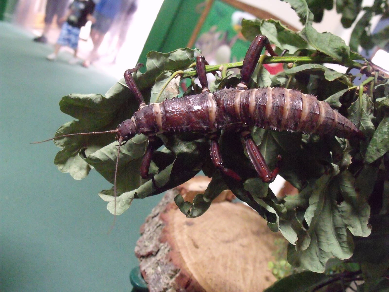 Longleat Safari Park 19th July 2010