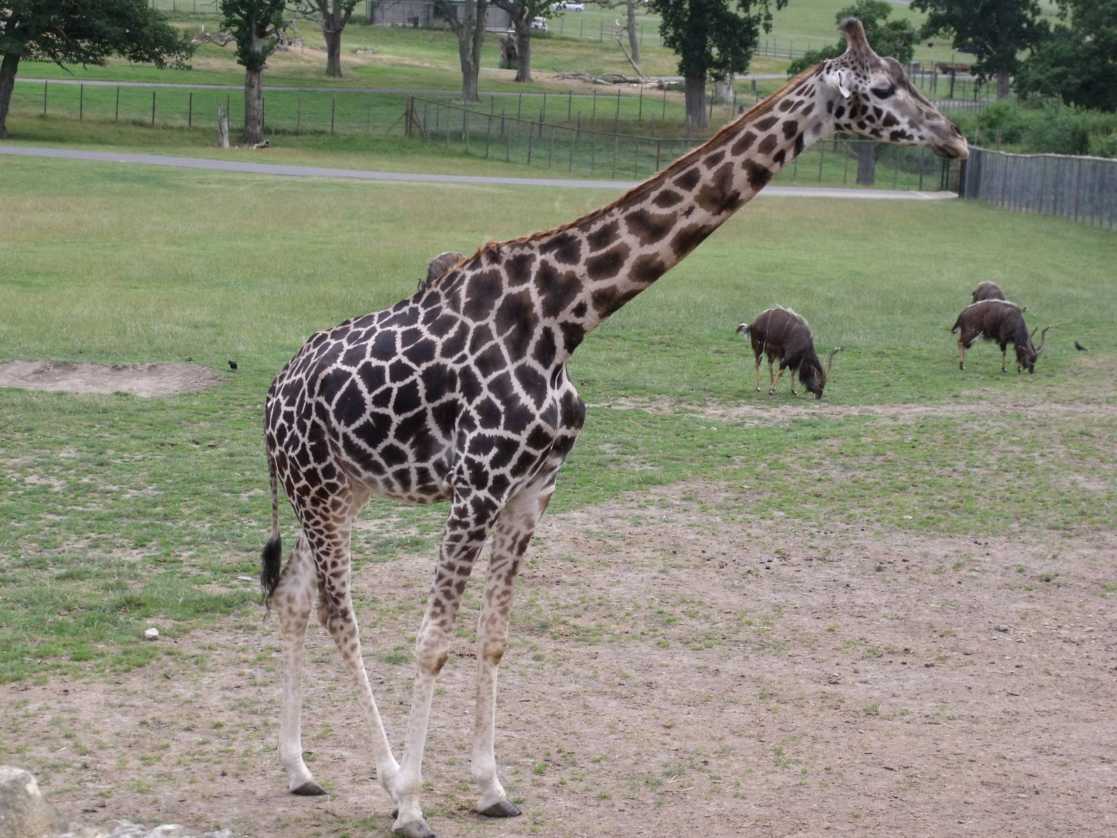 Longleat Safari Park 19th July 2010