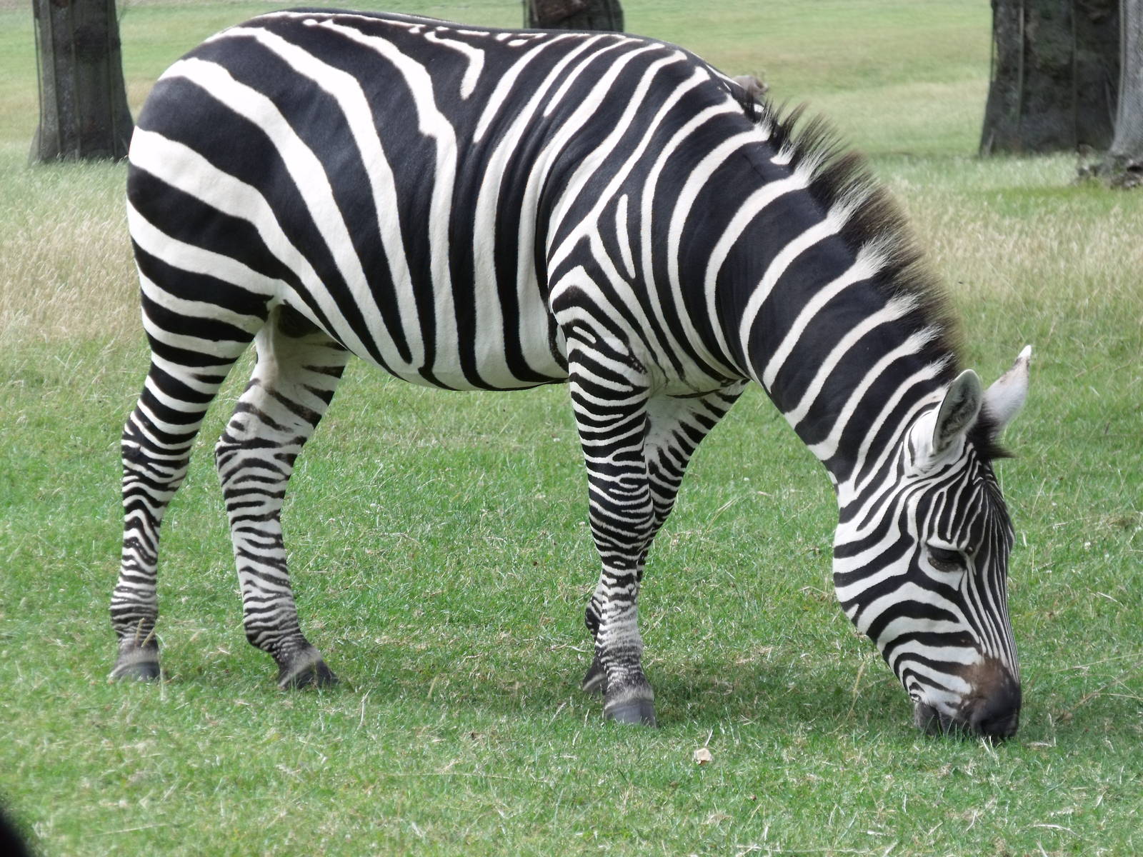 Longleat Safari Park 19th July 2010
