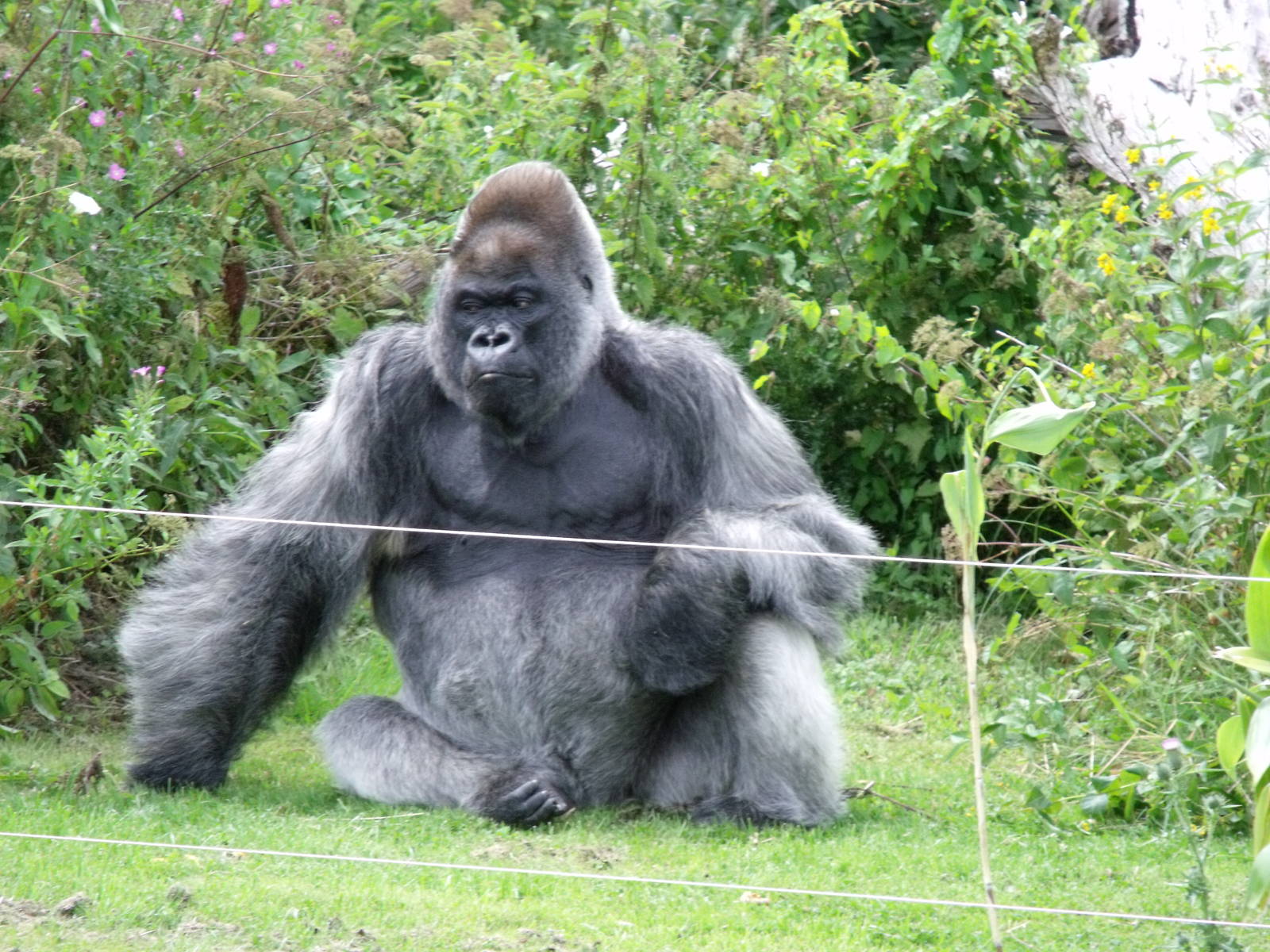 Longleat Safari Park 19th July 2010