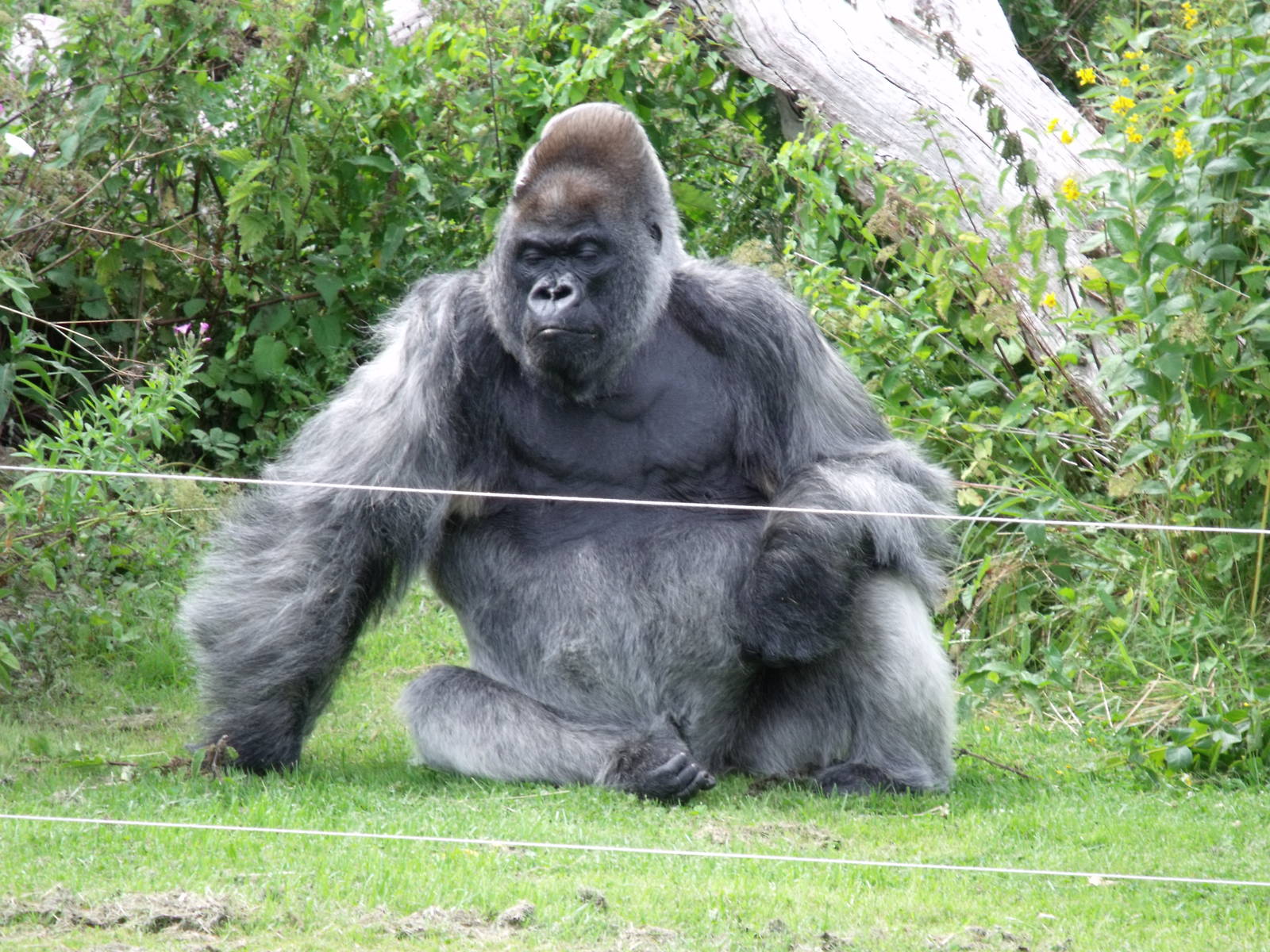 Longleat Safari Park 19th July 2010