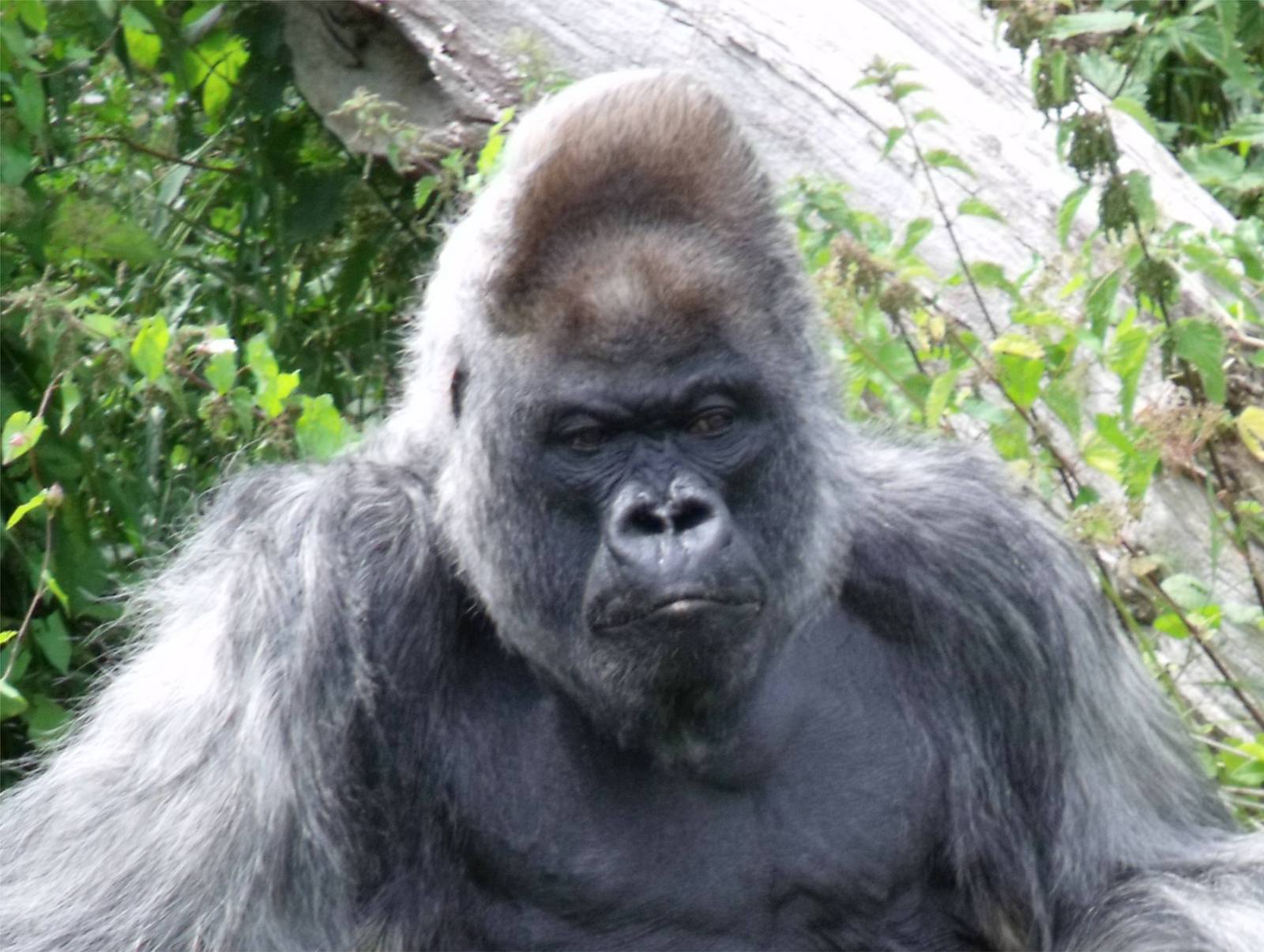 Longleat Safari Park 19th July 2010