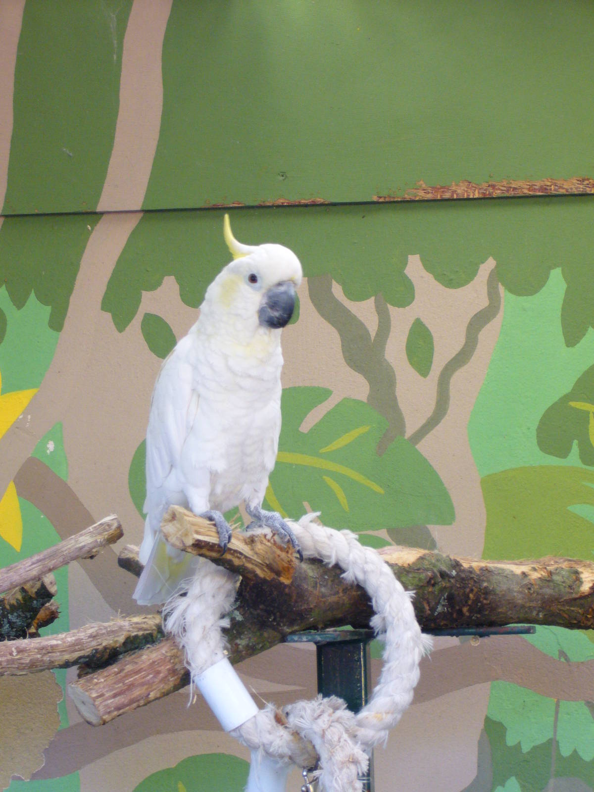 Longleat Safari Park