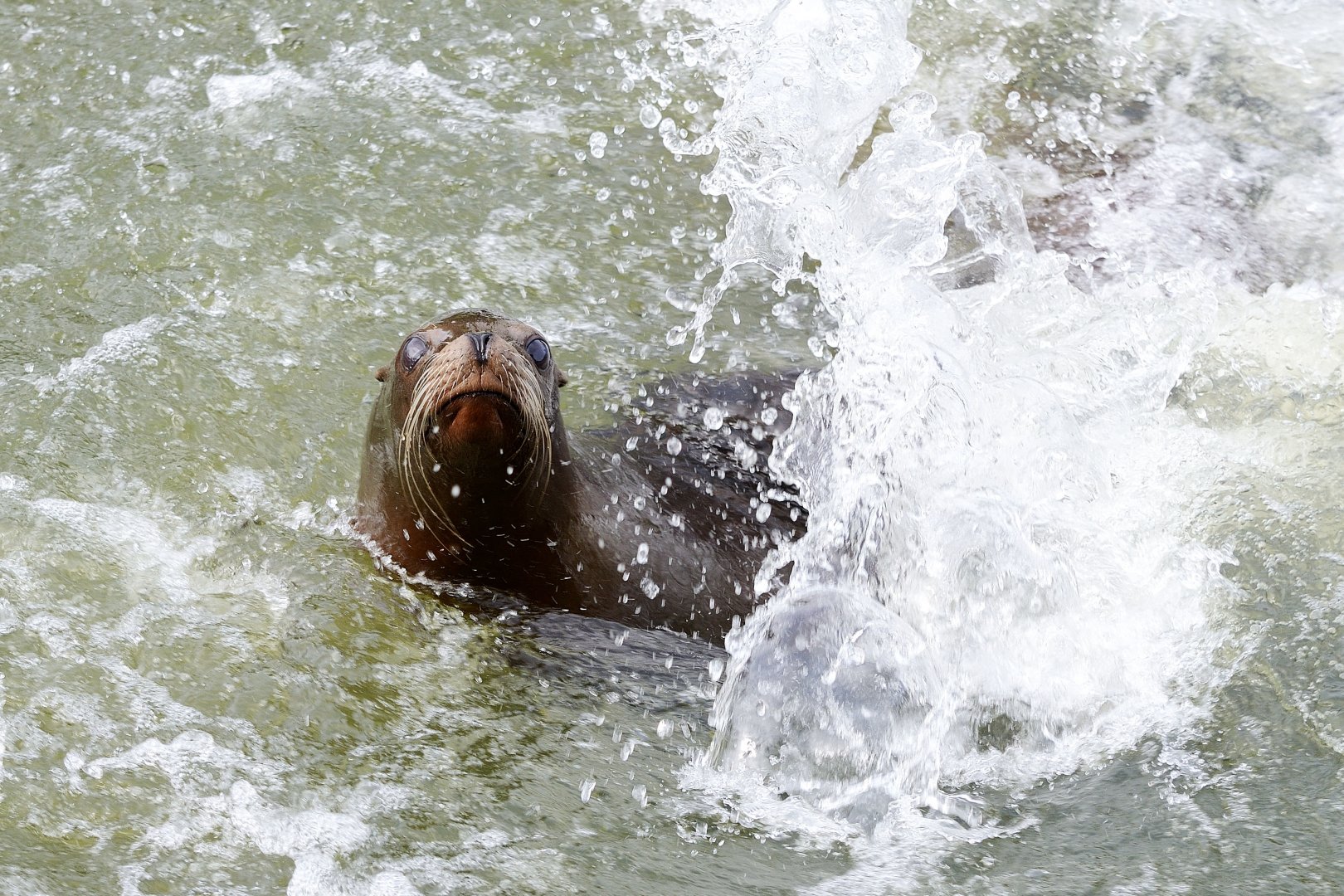 Longleat - sealion alongside boat