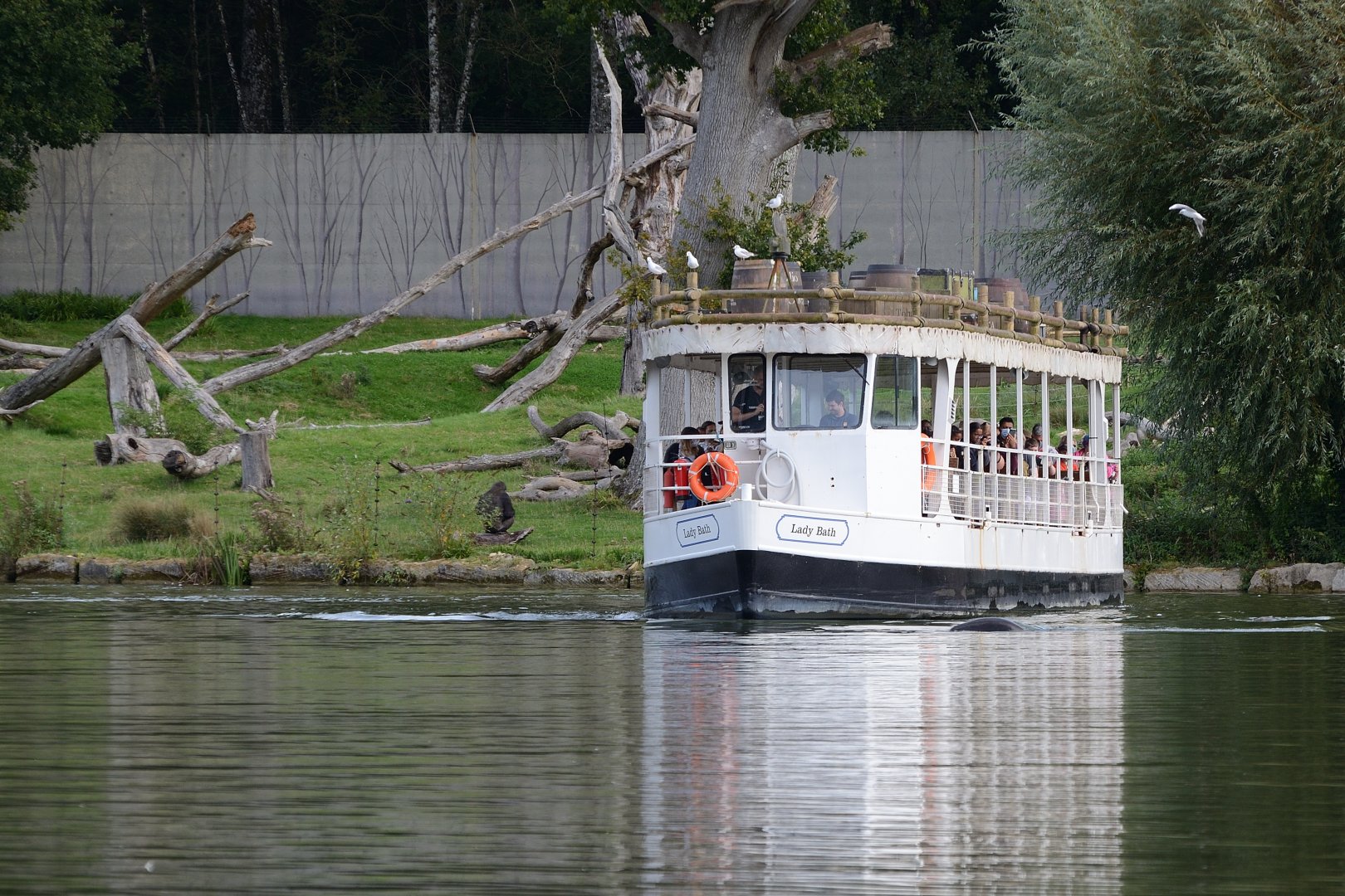 Longleat - view of gorillas from boat
