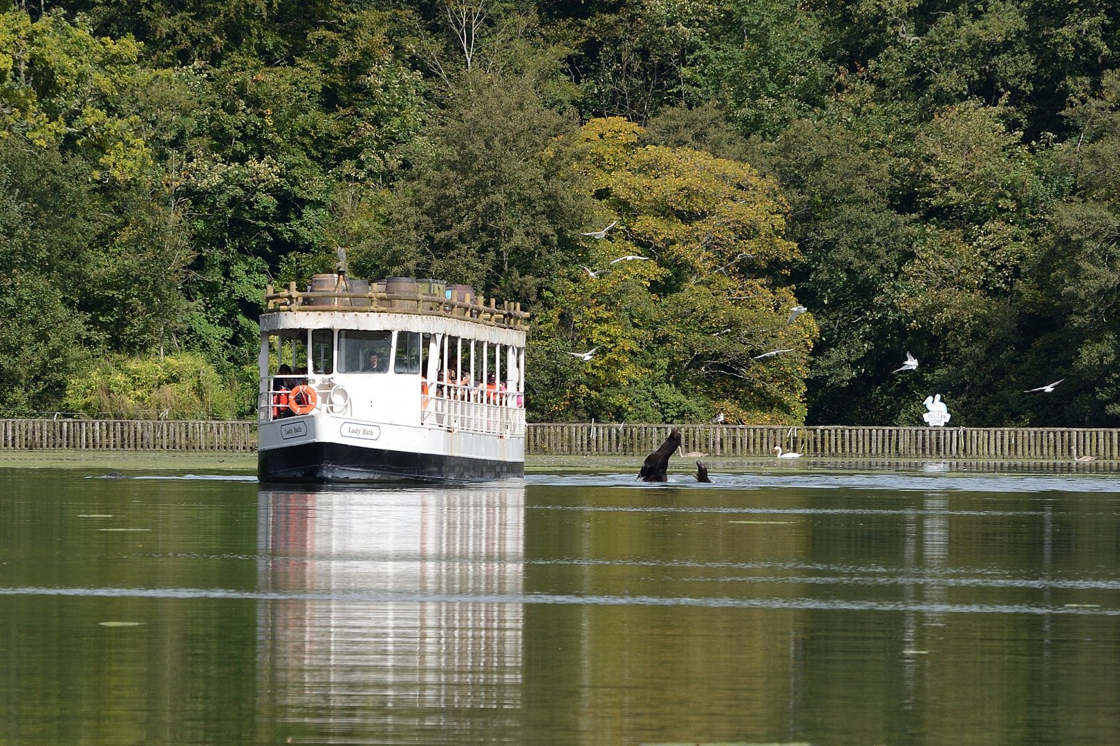 Longleat - view of sealions from boat